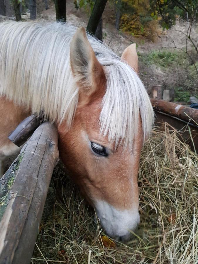 Dona Guest House - Horse Riding Koprivshtitsa Exterior photo